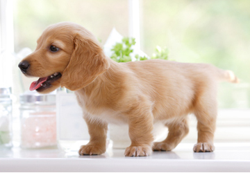 パピークラスについて